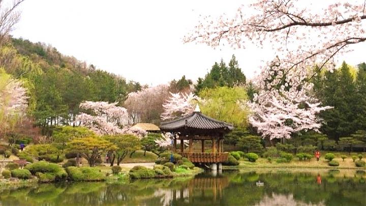 2025 慶州仏国寺 桜と菜の花 日帰りツアー | ソウル発