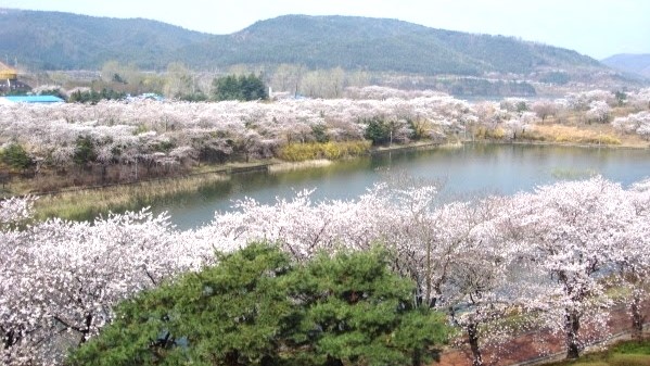 2025 慶州仏国寺 桜と菜の花 日帰りツアー | ソウル発