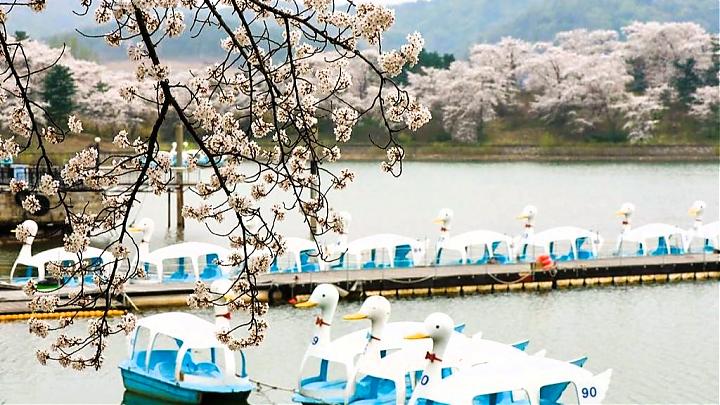 2025 慶州仏国寺 桜と菜の花 日帰りツアー | ソウル発