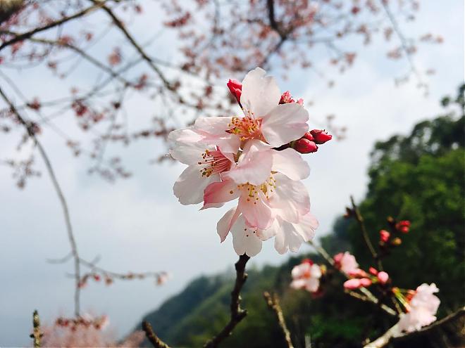 阿里山西頂で桜を観賞＆お茶を楽しむ日帰り旅行｜嘉義の小奈良鹿の餌付け体験