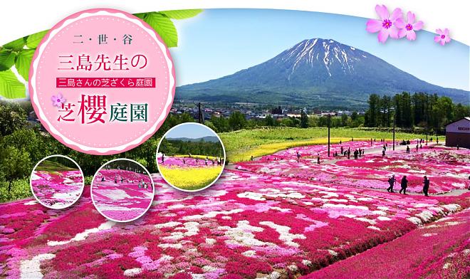 北海道5日間桜ツアー～五稜郭～藤の開花、三島の芝桜公園、ニクスマリンパーク、カニ3尾食べ放題、夜景ケーブルカー