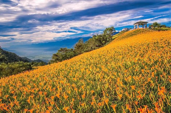 花蓮の六十石山カンゾウの花を観賞する半日プライベートバスツアー｜台東県鹿野・池上発