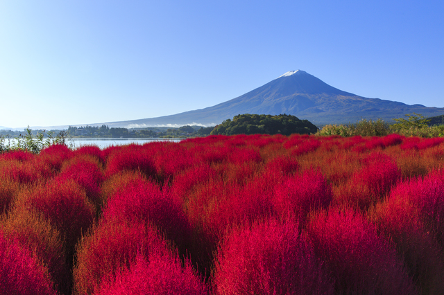 富士山新倉山浅間公園と河口湖の絶景日帰りツアー｜品川・新宿発