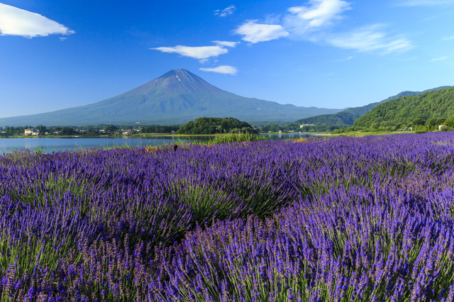 富士山新倉山浅間公園と河口湖の絶景日帰りツアー｜品川・新宿発