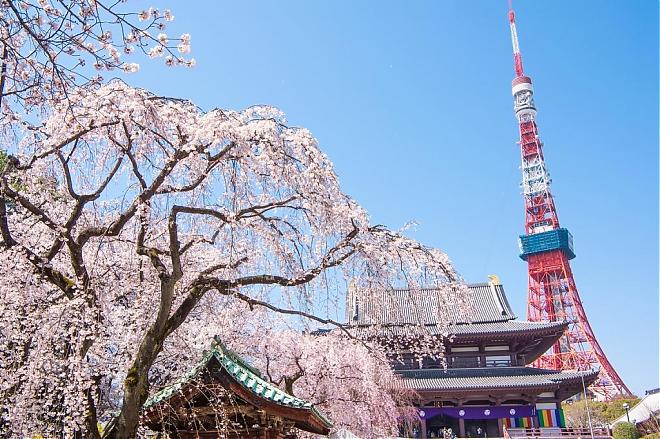 東京：食べ放題ランチ付き、東京の人気桜スポット5ヶ所を巡る日帰り旅行