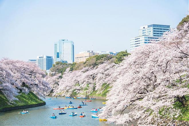 東京：食べ放題ランチ付き、東京の人気桜スポット5ヶ所を巡る日帰り旅行