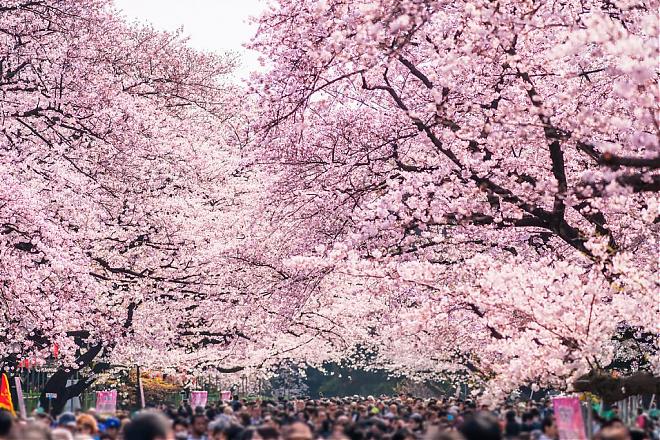 東京：食べ放題ランチ付き、東京の人気桜スポット5ヶ所を巡る日帰り旅行