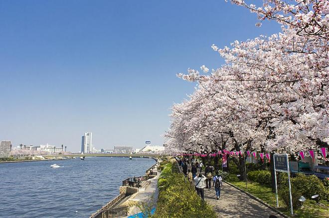 東京：食べ放題ランチ付き、東京の人気桜スポット5ヶ所を巡る日帰り旅行