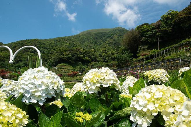 陽明山竹湖アジサイシーズン｜百年の歴史を持つ谷段丘花見ツアー
