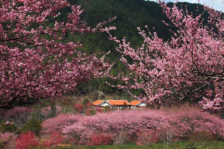 武陵農場の桜シーズン日帰りチャーター | 9人乗り車とドライバーガイド付き
