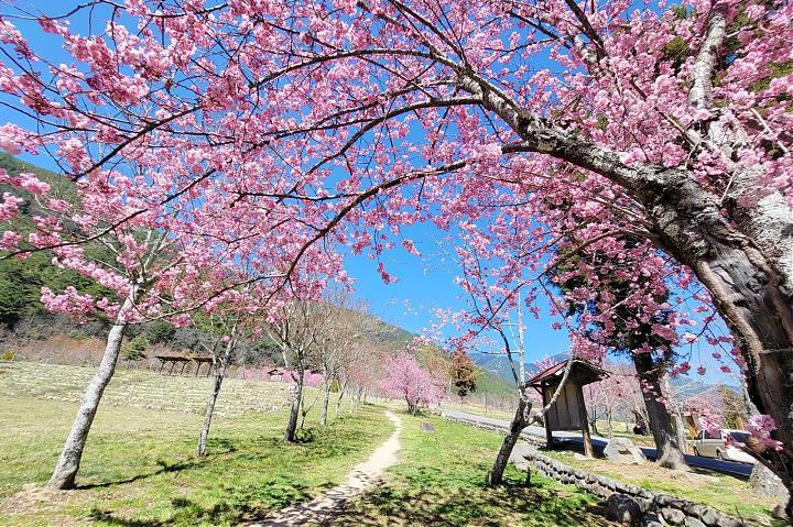 武陵農場の桜シーズン日帰りチャーター | 9人乗り車とドライバーガイド付き