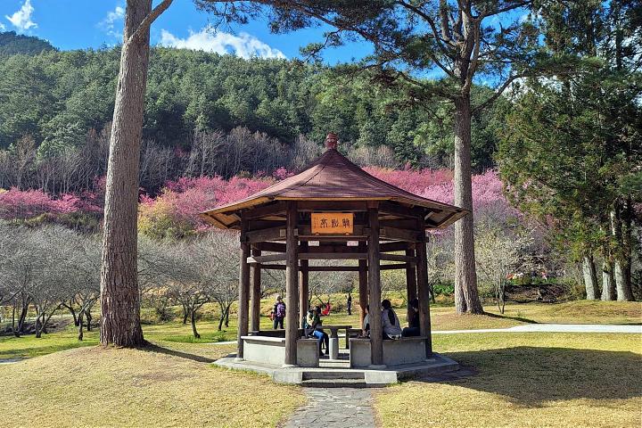 武陵農場の桜シーズン日帰りチャーター | 9人乗り車とドライバーガイド付き