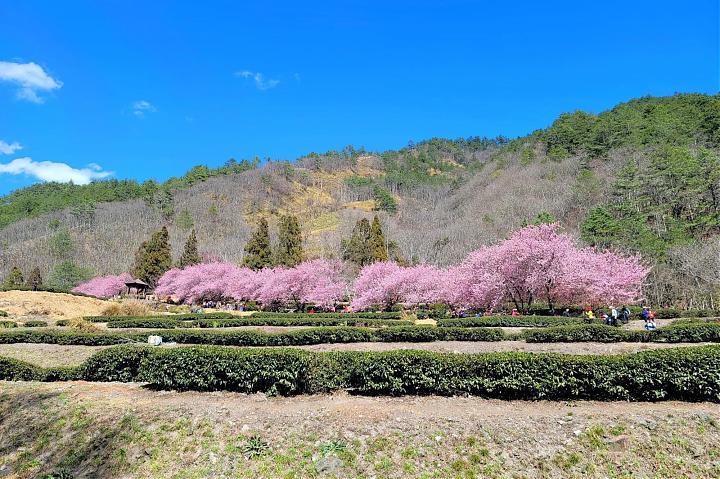 武陵農場の桜シーズン日帰りチャーター | 9人乗り車とドライバーガイド付き