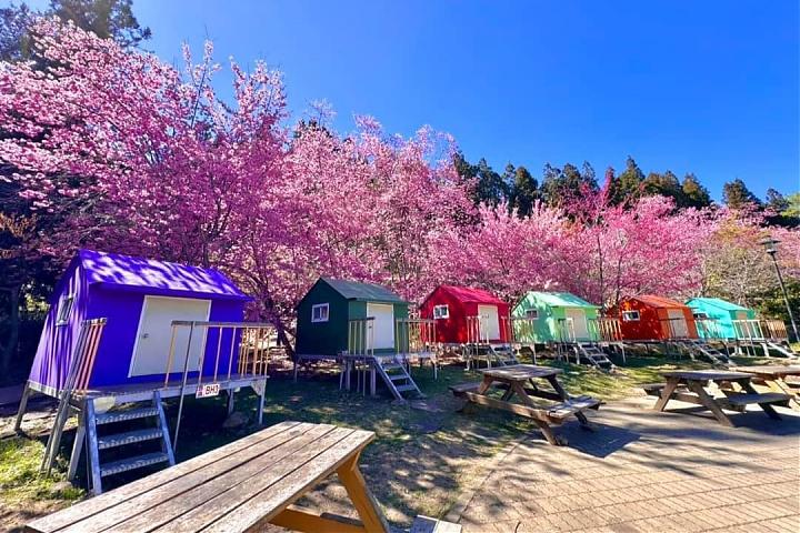 武陵農場の桜シーズン日帰りチャーター | 9人乗り車とドライバーガイド付き