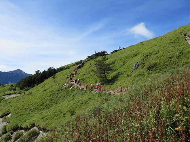 南投 | 台湾固有のビャクシン × 合歓山高山植物 | 1日ツアー