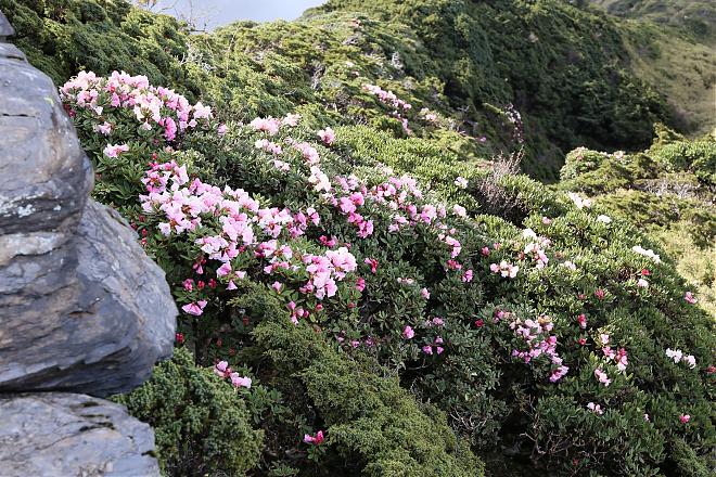 南投 | 台湾固有のビャクシン × 合歓山高山植物 | 1日ツアー
