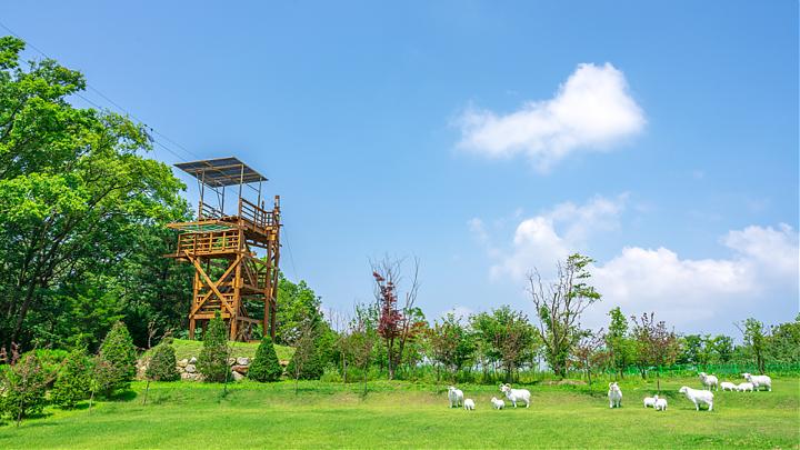 ソウル発 || 江華島リュージュ、ジップライン、サバイバルシューティング日帰りツアー（中国語対応）