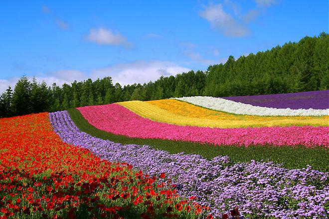 夏の北海道日帰り旅行｜四季彩の丘・ファーム富田・森のエルフテラス日帰りプラン（マスクメロン食べ放題）