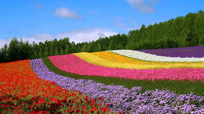 夏の北海道日帰り旅行｜四季彩の丘・ファーム富田・森のエルフテラス日帰りプラン（マスクメロン食べ放題）