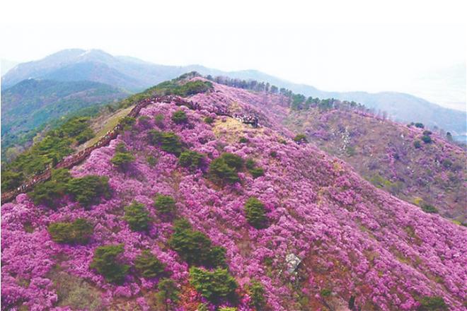 ソウル発｜江華島ツツジ祭り日帰り旅行