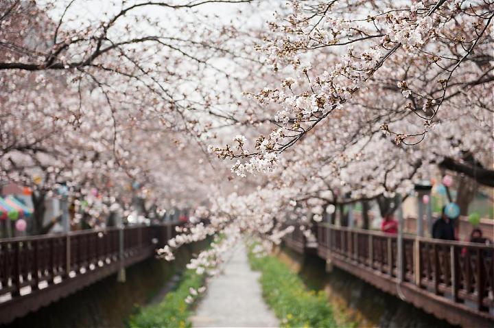 釜山発 | 2025 鎮海ロマンチック桜並木1日ツアー