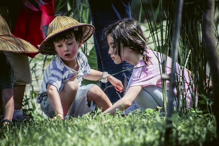 水生植物を料理に：自分で採って調理しよう | 食用エコロジー講座