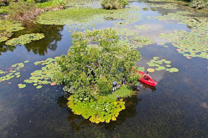 水生植物を料理に：自分で採って調理しよう | 食用エコロジー講座
