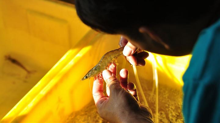 台南七股魚類教育ツアー | チにエビ？白エビ養殖と養殖池で食事