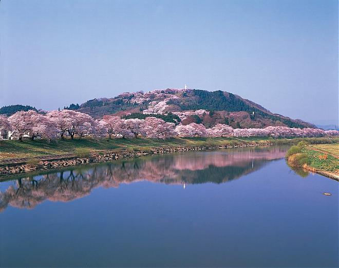 仙台発｜2025年 宮城蔵王雪の大壁と大河原一目千本桜 日帰り旅行