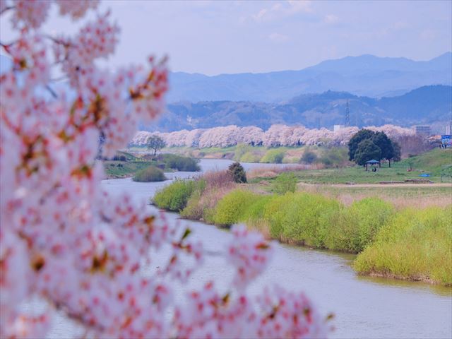 仙台発｜2025年 宮城蔵王雪の大壁と大河原一目千本桜 日帰り旅行