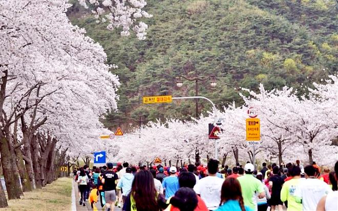 부산 출발 | 2025 제32회 경주 사쿠라마라톤 참가
