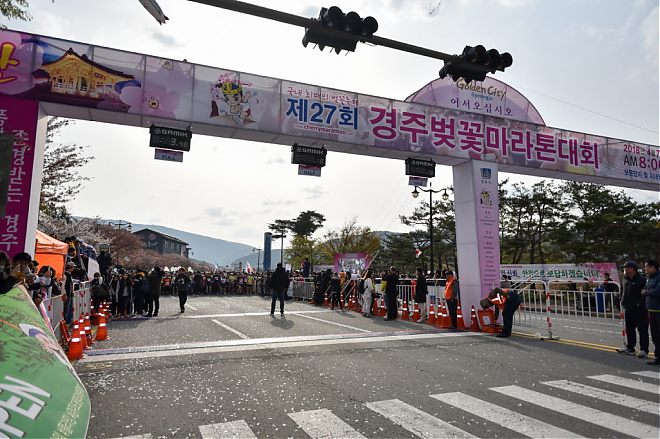 부산 출발 | 2025 제32회 경주 사쿠라마라톤 참가