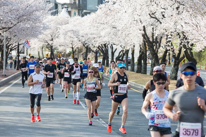 부산 출발 | 2025 제32회 경주 사쿠라마라톤 참가