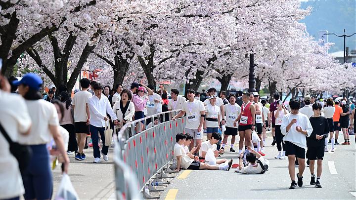부산 출발 | 2025 제32회 경주 사쿠라마라톤 참가