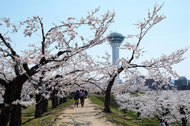 2020 홋카이도 벚꽃놀이 | 고료카쿠·마츠마에 공원 (삿포로 출발)