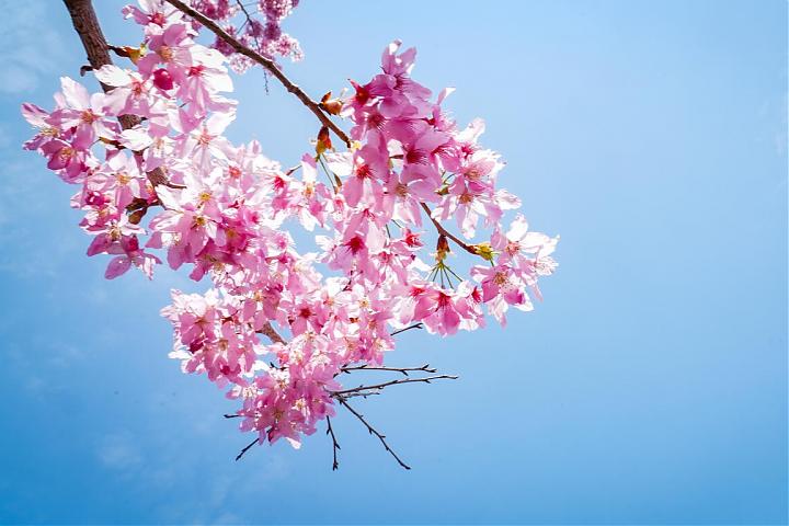 푸쇼산 천개벚꽃 정원 벚꽃놀이 당일 전세 | 9인승 차량 및 운전 가이드 서비스