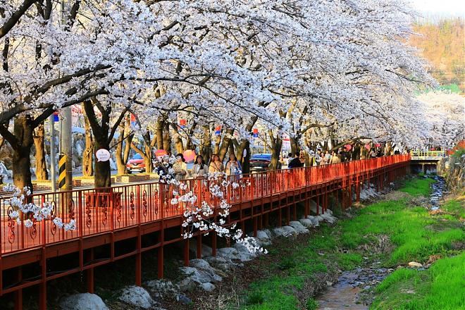 2025 에덴 벚꽃길, 강촌 레일바이크, 남이섬 당일치기 여행 | 서울 근교