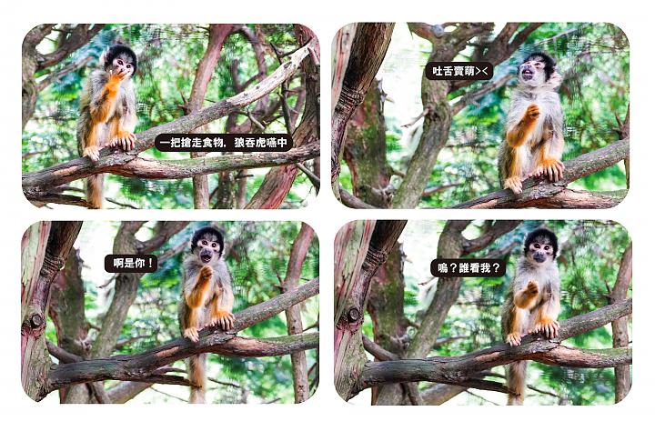 규슈 동물원과 유후인 당일치기 여행 (후쿠오카 출발) | 중국어 가이드