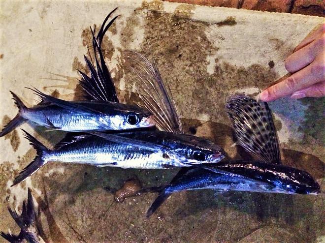 花蓮石梯坪夜釣體驗｜撈飛魚。釣魷魚