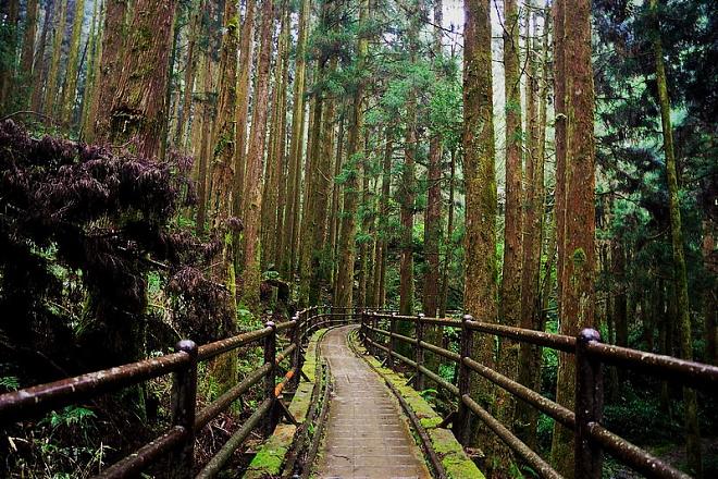 阿里山特富野＆八通關古道二日健行｜專業高山嚮導帶隊