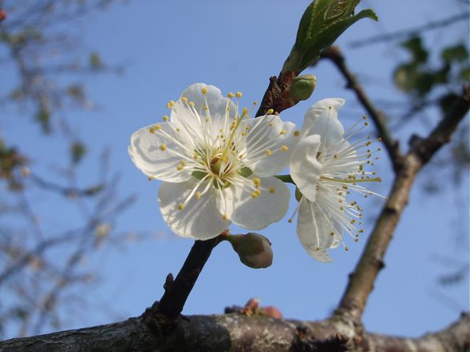南投柳家梅園梅花季X東埔溫泉二日遊｜踏雪尋梅去