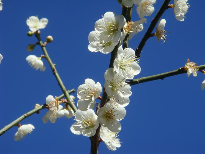 南投柳家梅園梅花季X東埔溫泉二日遊｜踏雪尋梅去