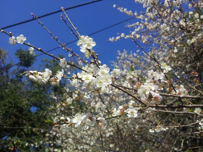 南投柳家梅園梅花季X東埔溫泉二日遊｜踏雪尋梅去