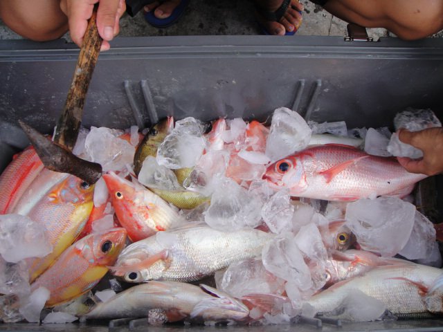 綠島瘋海釣。拖釣體驗｜親子同樂