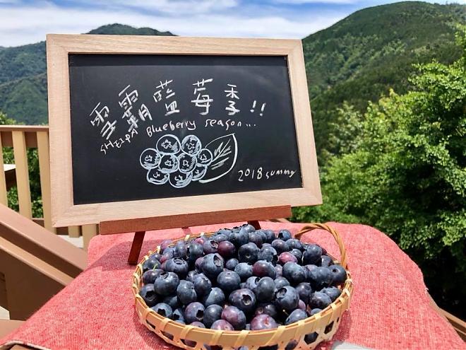新竹雪霸觀霧國家公園二日遊｜一泊四食．贈下午茶＋DIY