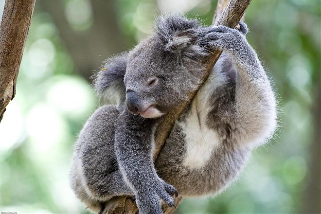 【昆士蘭】布里斯本龍柏無尾熊動物園(Lone Pine Koala Sanctuary)