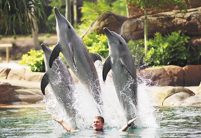 【昆士蘭】黃金海岸海洋世界主題樂園Sea World