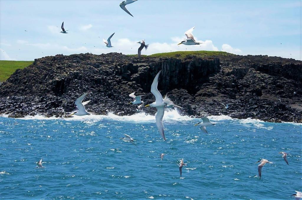 澎湖東海一日遊｜賞海鷗、登鳥嶼＆漁村料理、水上活動