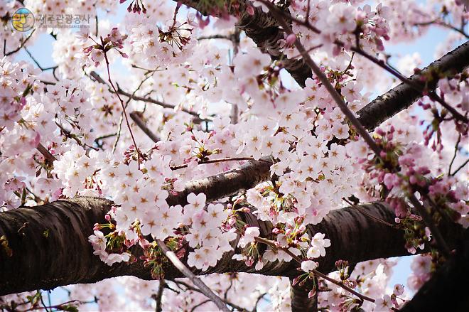 韓國濟州島郵輪包車8小時超值方案