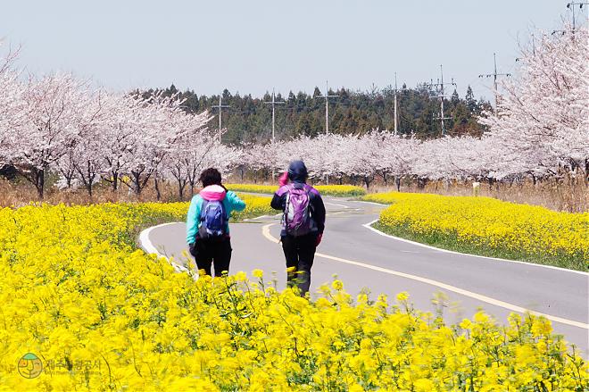 濟州島油菜花暖心之旅